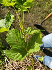 Rubus stipulatus