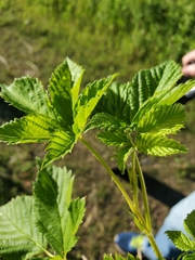 Rubus stipulatus