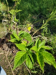 Rubus stipulatus