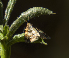 Enchoria lacteata
