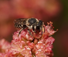 Megachile