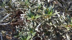 Eriodictyon trichocalyx lanatum