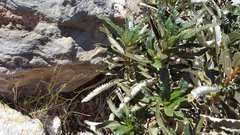 Eriodictyon trichocalyx lanatum