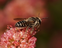 Megachile