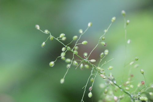 Image of Dichanthelium implicatum by (c) Quinten Wiegersma, some rights reserved (CC BY)