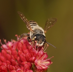 Megachile