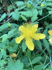 Hypericum calycinum