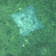 Amblyraja hyperborea