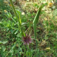 Tragopogon eriospermus