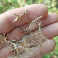 Tragopogon eriospermus