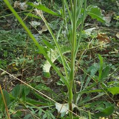 Tragopogon eriospermus