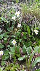 Pinguicula alpina