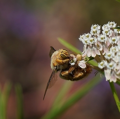 Xylocopa sonorina