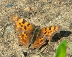Polygonia c-album