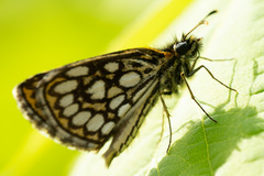 Heteropterus morpheus