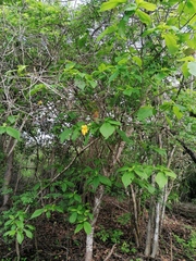 Tabernaemontana donnell-smithii