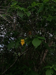 Tabernaemontana donnell-smithii