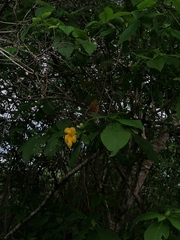 Tabernaemontana donnell-smithii