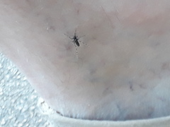 Aedes albopictus