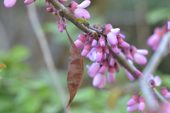 Cercis siliquastrum