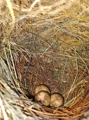 Melaenornis edolioides