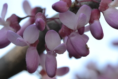 Cercis siliquastrum