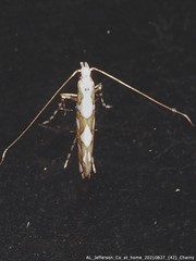 Acrocercops albinatella