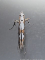 Acrocercops albinatella