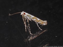 Acrocercops albinatella