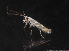 Acrocercops albinatella