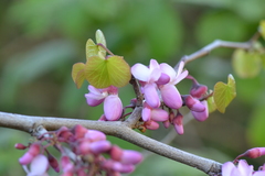 Cercis siliquastrum