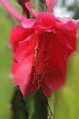 Disocactus ackermannii