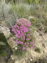 Zeltnera beyrichii