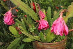 Disocactus ackermannii