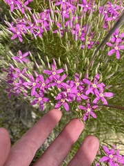 Zeltnera beyrichii