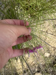 Zeltnera beyrichii