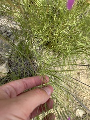 Zeltnera beyrichii