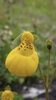Yellow Lady's Slipper - Photo (c) David Thomas, some rights reserved (CC BY-NC), uploaded by David Thomas