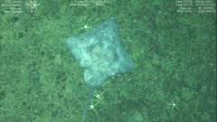 Amblyraja hyperborea