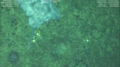 Amblyraja hyperborea