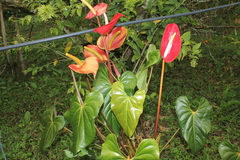 Anthurium andraeanum