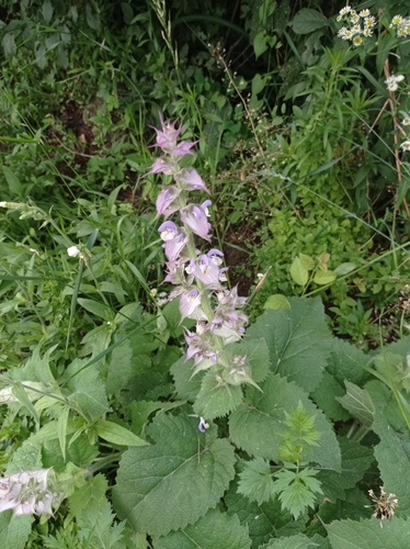 Salvia sclarea iNat (2)