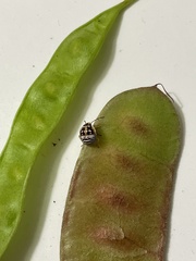 Strachiini
