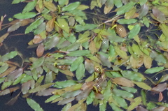 Potamogeton nodosus