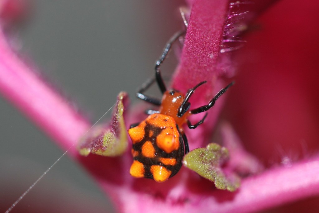 Micrathena glyptogonoides