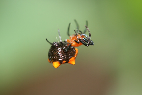 Micrathena glyptogonoides
