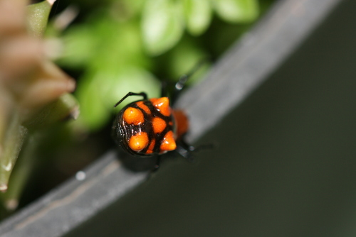 Micrathena glyptogonoides