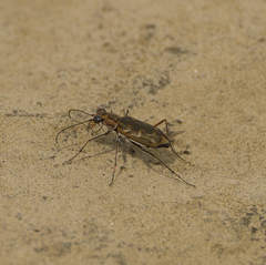 Ellipsoptera cuprascens