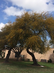 Vachellia farnesiana
