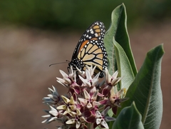 Danaus plexippus
